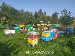 Бджолопакети доставка по Україні