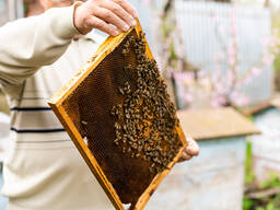 Бджолопакети українсьої степової породи