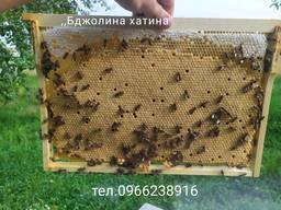 Бджолопакети доставка по Україні