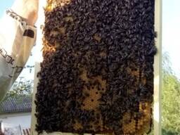 Бджолопакети/пчелопакеты карника, бакфаст карпатка