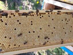 Бджолопакети 145рам. Українська рам.