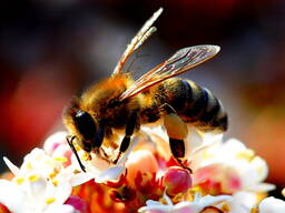 Бджолопакети