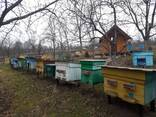 Бджолопакети (Карпатка) - фото 1