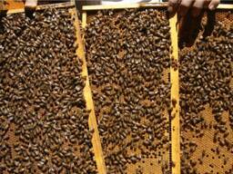 Бджолопакети/пчелопакеты