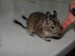 Белка Дегу. Кустарниковая белка. Octodon degus.
