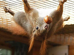 Белка бельчата купить продажа Запорожье