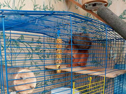 Белки с чёрным хвостом и другие