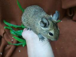Белочка дегу. Ручные маленькие грызуны. Подарок для детей.