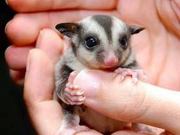 Белочка летяга, сахарный поссум, сахарная белочка