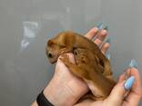 Белочки, рыжие бельчата, ручные белочки малыш - фото 3