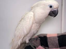 Белохохлый какаду Альба, ручные малыши выкормиши с документами ДНк тексты и кольцо