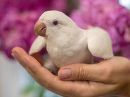 Белоснежный попугай Калита Монах, белый квакер, птенец