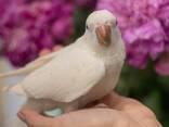 Белоснежный попугай Калита Монах, белый квакер, птенец - фото 2