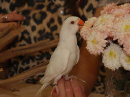 Белый ожереловый попугай. Эксклюзивный окрас - ручной малыш