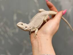 Белые бородатые агамы, ручные, біла агама