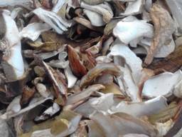 Белые лесные грибы из Закарпаття 2022 белый сорт 1 цены указ