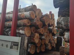 Ольха Берёза кругляк