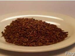 Берёзовые почки