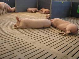 Бетонные щелевые полы для свинокомплексов