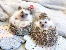 Бежевый Миниатюрный еж, Ежики африканские отличный подарок