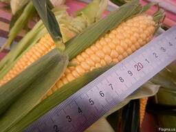 Безкоштовно консультуємо по вирощуванню солодкої кукурудзу
