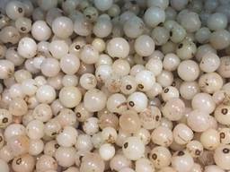 Біла поричка заморожена