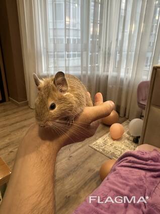 Білочка Дегу