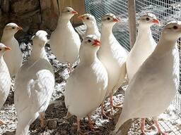 Білий кеклик, біла перепілка домашня кеклик