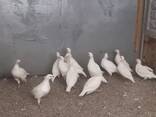 Білий кеклик, біла перепілка домашня кеклик - фото 1