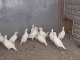 Білий кеклик, біла перепілка домашня кеклик - фото 2