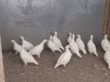 Білий кеклик, біла перепілка домашня кеклик - фото 3
