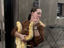 Бірманський пітон ( альбінос )