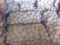 Большие объёмы картофеля оптом