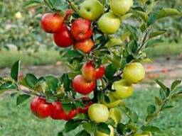 Большой выбор саженцев плодово-ягодных культур