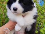 Border Collie puppies - фото 1