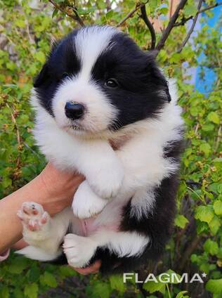 Border Collie puppies