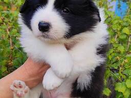 Border Collie puppies
