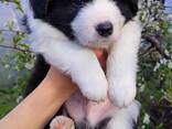Border Collie puppies - фото 3