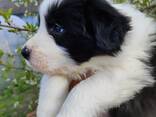 Border Collie puppies - фото 4
