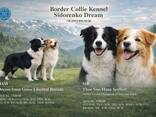 Border Collie puppies - фото 5