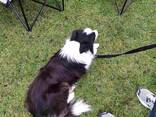 Border Collie puppies - фото 7