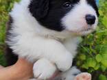 Border Collie puppies - фото 9