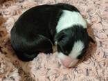 Border Collie puppies - фото 11