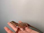 Бородата агама, ручная бородатая агама, бородатая ящерица - фото 3