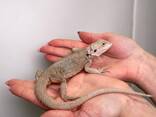 Бородата агама, ручная бородатая агама, бородатая ящерица - фото 4