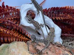 Бородатая агама, рептилия для дома, очень ручные агамы морфные