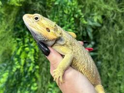 Бородатая агама самец красавец