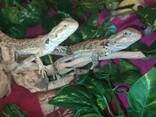 Бородатая агама. Стандарт. Ручные агамы. 4-4,5 месяца. - фото 2