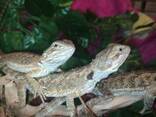 Бородатая агама. Стандарт. Ручные агамы. 4-4,5 месяца. - фото 3