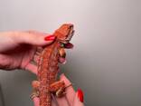 Бородатая агама, ящерица ручная спокойная, морфные агама, бородата агама - фото 1